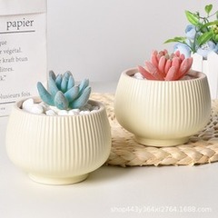 Cozy Succulents logo