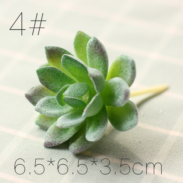Close-up succulent plant